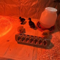 Family Pet & Garden Center - Some of the items purchased at the store for the babies