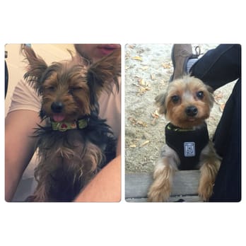 Unleashed Spa - Before and after. - Pet Groomers Near Me - New York, New York Unleashed Spa - Before and after. - Pet Groomers Near Me - New York, New York