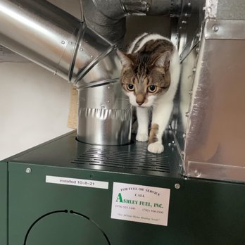Ashley Fuel - Cat inspecting the new furnace - Heating & Air Conditioning/HVAC Near Me - Beverly, Massachusetts