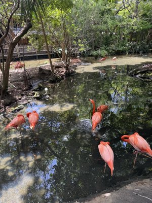 Palm Beach Zoo & Conservation Society by null