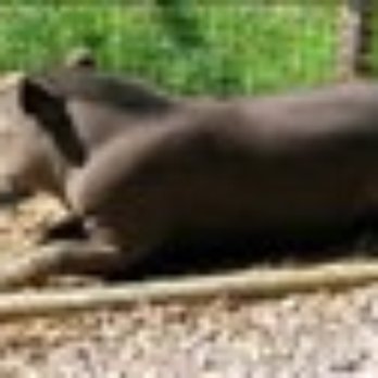 Amazona Zoo - Tapir - Zoos Near Me - Cromer, NFK