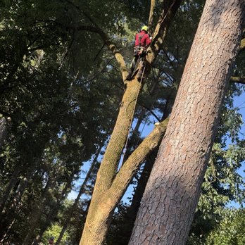 ArborForce Tree Services - Arborist - Tree Services Near Me