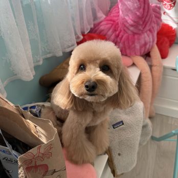 Furever Grooming - Pet Groomers Near Me - Milpitas, California