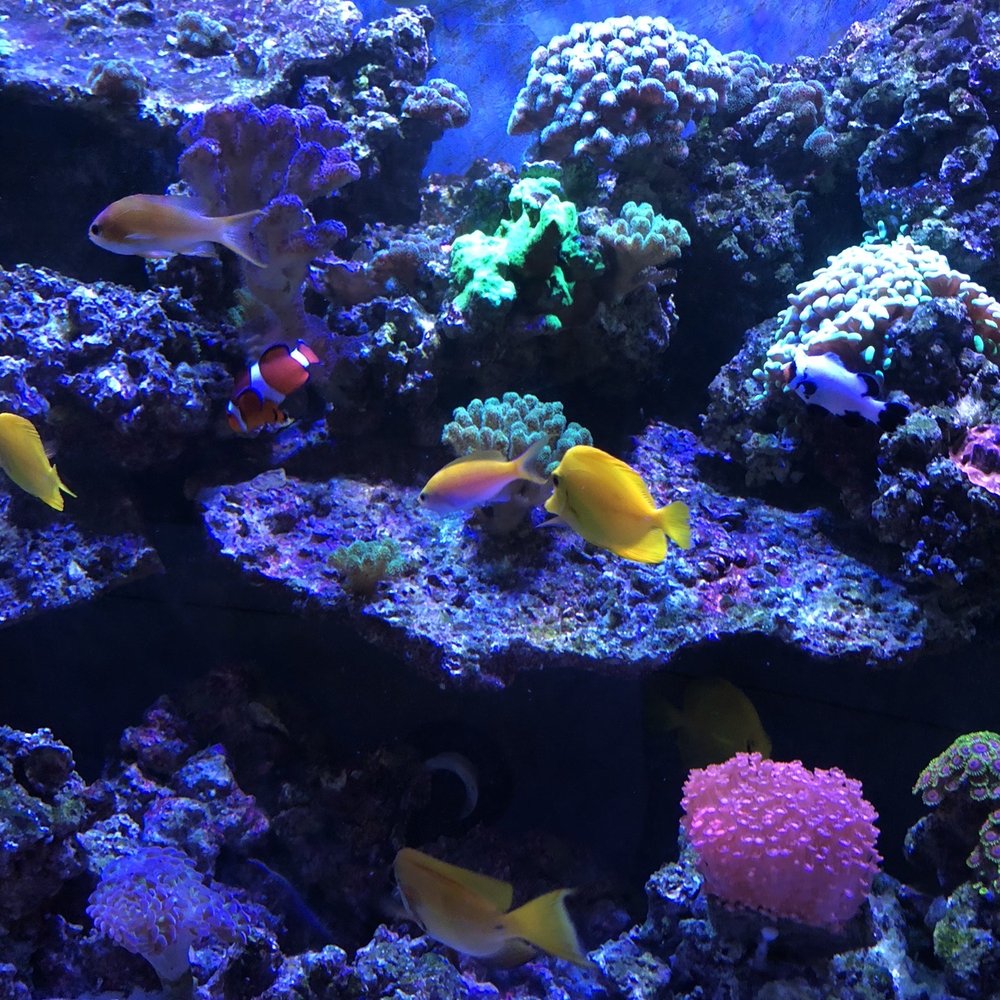 The Fish Gallery - Pet Stores Near Me - Houston, Texas