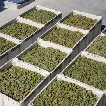 Eberle Winery - Viognier grapes ready to be processed - Wineries Near Me - Paso Robles, California Eberle Winery - Viognier grapes ready to be processed - Wineries Near Me - Paso Robles, California