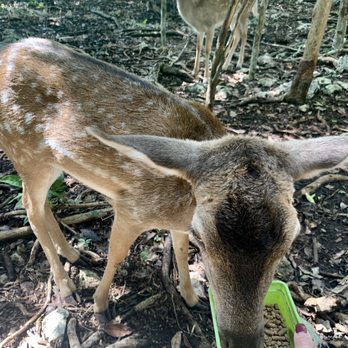 Akumal Monkey Sanctuary - Feeding Deers - Zoos Near Me - Akumal, ROO Akumal Monkey Sanctuary - Feeding Deers - Zoos Near Me - Akumal, ROO