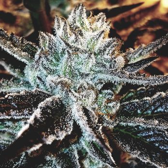 DEN REC - Cannabis Dispensaries Near Me - Boulder, Colorado DEN REC - Cannabis Dispensaries Near Me - Boulder, Colorado