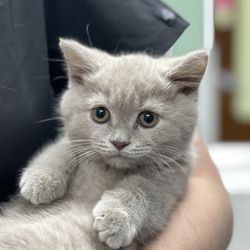 Willowbrook Animal Clinic - Cutest kitten of the day!