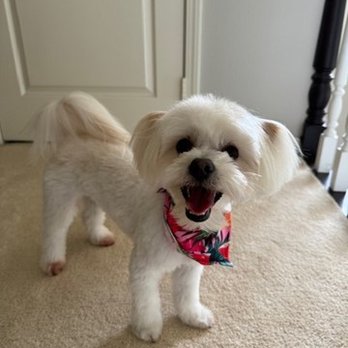 Golden Paws Mobile SPA - Rocky is so clean and happy after Golden Paws groomed him! - Pet Groomers Near Me - North Hollywood, California
