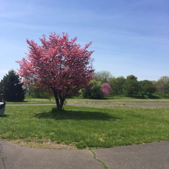 Neshaminy State Park - Dogwood tree on walking path - Hiking Near Me - Bensalem, Pennsylvania