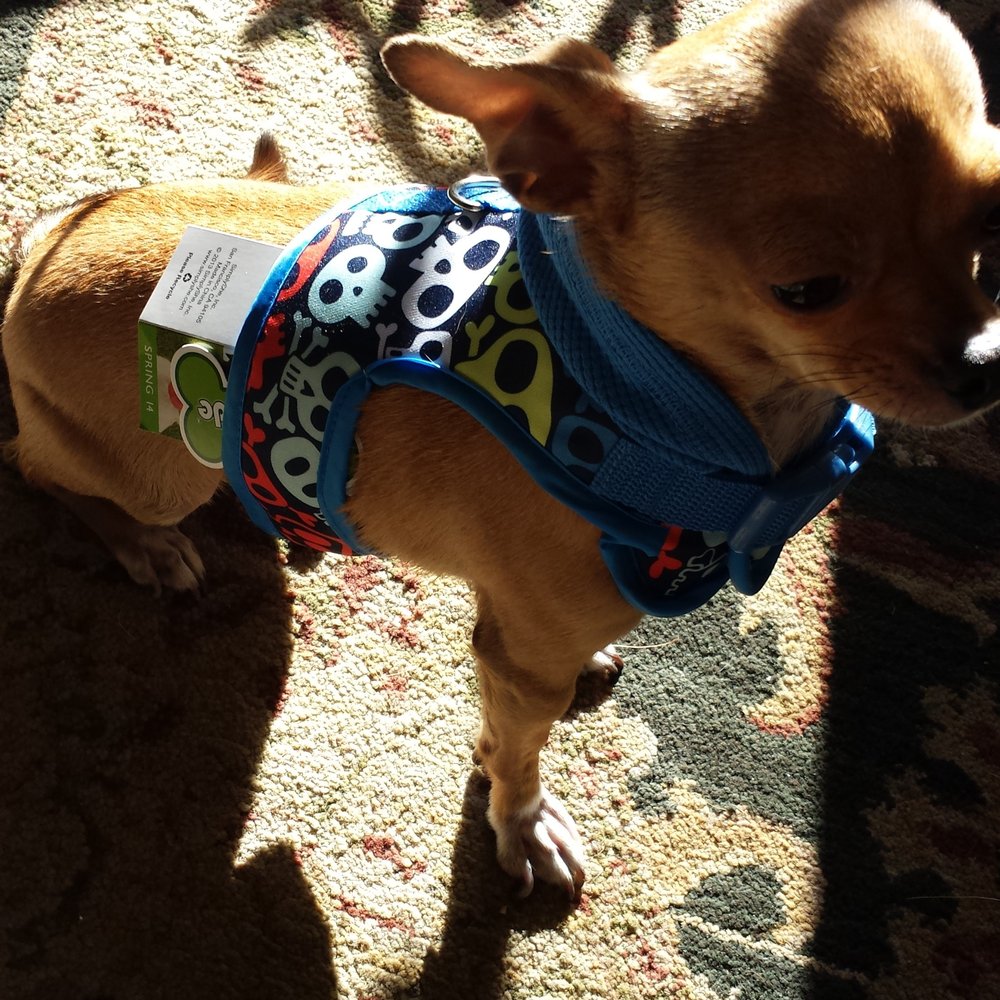 Pets R Us - Cool options for leashes & harnesses!! - Pet Sitting Near Me - Glendale, California Pets R Us - Cool options for leashes & harnesses!! - Pet Sitting Near Me - Glendale, California