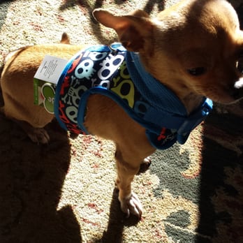 Pets R Us - Cool options for leashes & harnesses!! - Pet Sitting Near Me - Glendale, California Pets R Us - Cool options for leashes & harnesses!! - Pet Sitting Near Me - Glendale, California