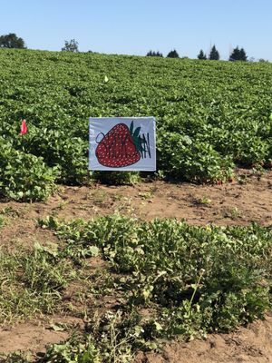 Douglas Farm on Sauvie Island, OR by null