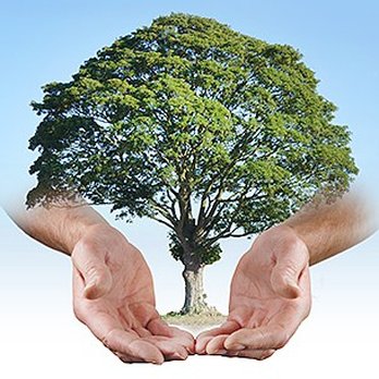 AAA Tree Experts - two hands holding a tree - Tree Services Near Me - Charlotte, North Carolina AAA Tree Experts - two hands holding a tree - Tree Services Near Me - Charlotte, North Carolina