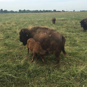 Broken Wagon Bison - Educational Services Near Me - Hobart, Indiana