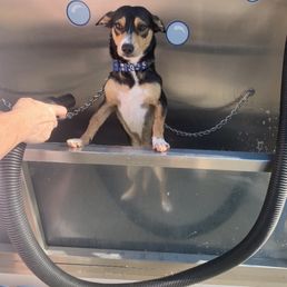 The dog wash is awesome! Warm water, warm air to dry your buddy