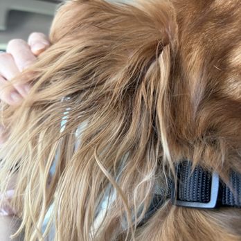 Doggie Do - how wet it is near her ear canal - Pet Groomers Near Me - Las Vegas, Nevada
