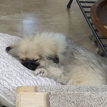 SAGE Veterinary Centers - Concord - Thank you for saving my little Gracie! - Veterinarians Near Me - Concord, California