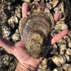 Shuckin Truck gift card