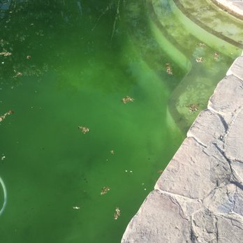 Bleu Lake Pools - Terrible - Pool Cleaners Near Me