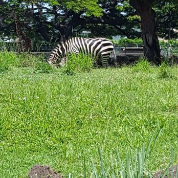 Honolulu Zoo - Zebra - Zoos Near Me - Honolulu, Hawaii