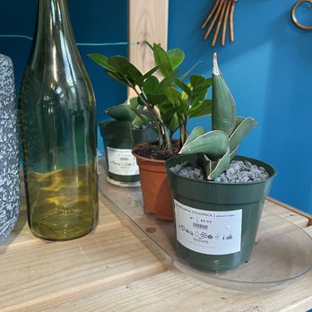 Blackhawk Hardware - Instagram @Kurly_Kollects_Plants - Nurseries & Gardening Near Me - Charlotte, North Carolina