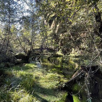 Hoh Rainforest - Hiking Near Me - Forks, Washington Hoh Rainforest - Hiking Near Me - Forks, Washington