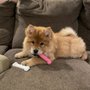 Photo of Beth’s Chow Chows