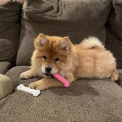 Beth’s Chow Chows