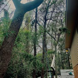Planet Green Tree Service