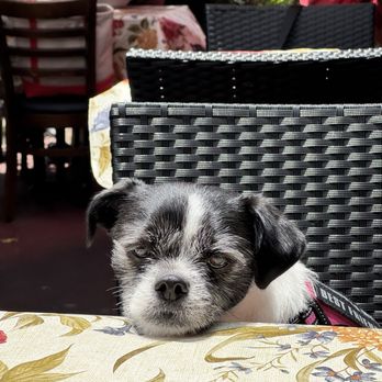 Tree House Cafe - a sad dog due to portion sizes, prices, and a general lack of service - Mediterranean Near Me - Carmel, California Tree House Cafe - a sad dog due to portion sizes, prices, and a general lack of service - Mediterranean Near Me - Carmel, California