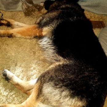 Pet Food Express - Back home in his comfort zone! - Pet Stores Near Me - Fremont, California Pet Food Express - Back home in his comfort zone! - Pet Stores Near Me - Fremont, California