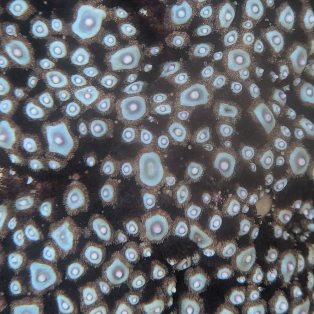 Cabrillo High School Aquarium - Sea Star skin - Aquariums Near Me - Lompoc, California Cabrillo High School Aquarium - Sea Star skin - Aquariums Near Me - Lompoc, California