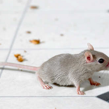 Solutions Pest Management - Pest Control Near Me - Friendswood, Texas Solutions Pest Management - Pest Control Near Me - Friendswood, Texas