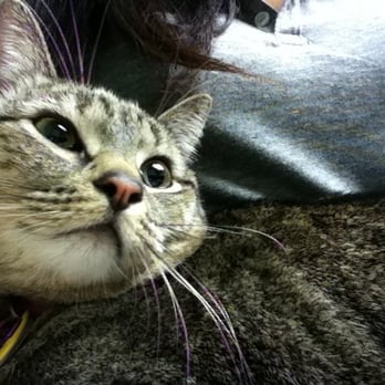 vca crocker animal hospital