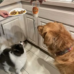 My dogs who also love Epic Tacos in Simi Valley