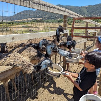 Ostrichland USA - Attraction Farms Near Me - Solvang, California