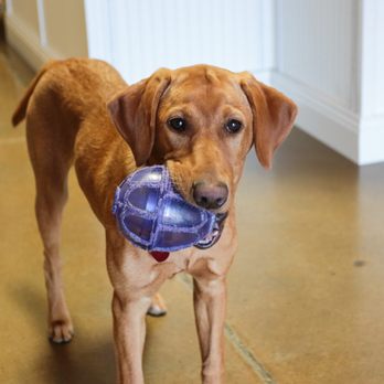Positive Pets Dog Training - Pet Training Near Me - Meridian, Idaho Positive Pets Dog Training - Pet Training Near Me - Meridian, Idaho