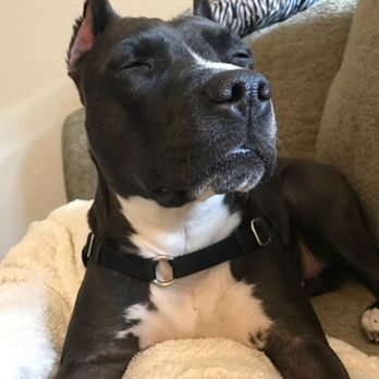 Pet Paradise - Pet Sitting Near Me - Bend, Oregon Pet Paradise - Pet Sitting Near Me - Bend, Oregon