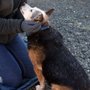Photo of Forget Me Not Animal Shelter of Ferry County