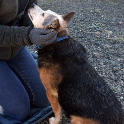 Forget Me Not Animal Shelter of Ferry County