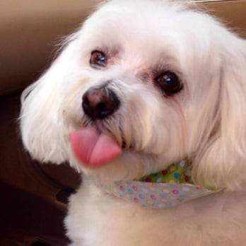 Broadway Pet Grooming Spa - After - Pet Groomers Near Me - CLERMONT, Florida