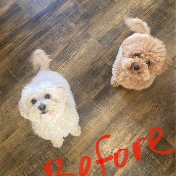 Chateau le Pooch - Looking cute as ever 1 week before failed grooming. - Pet Stores Near Me - Brea, California Chateau le Pooch - Looking cute as ever 1 week before failed grooming. - Pet Stores Near Me - Brea, California