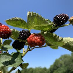 Swan Crossing - Fresh Blackberries