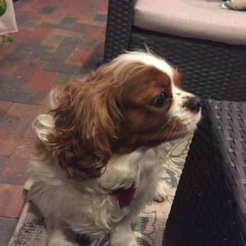 Pet Paradise Naples - Pet Groomers Near Me - Naples, Florida