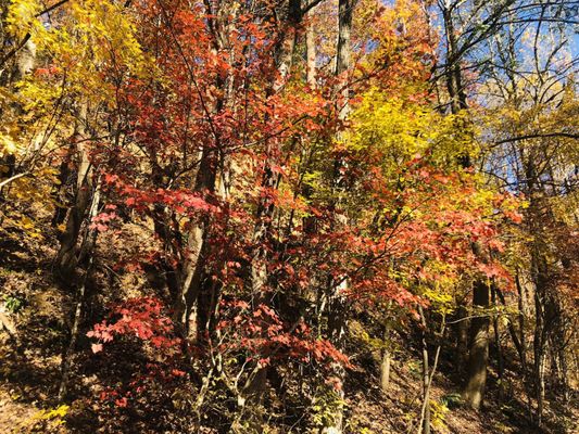 Amicalola Falls State Park by null