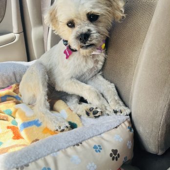Genesis Dog Grooming - Puppy after grooming - Pet Groomers Near Me - Los Angeles, California Genesis Dog Grooming - Puppy after grooming - Pet Groomers Near Me - Los Angeles, California
