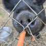 Photo of Olive The Parkrose Pig