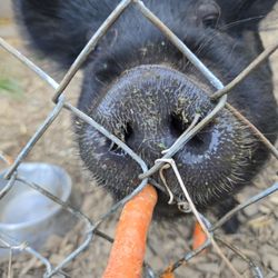 Olive The Parkrose Pig