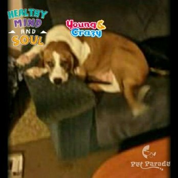 Bellingham Veterinary - Veterinarians Near Me - Bellingham, Washington